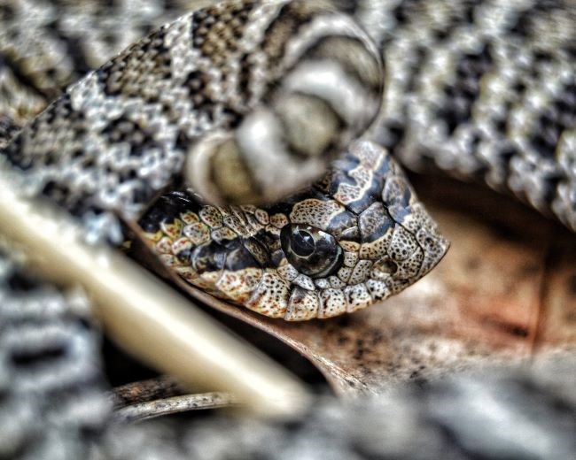A stout snake curled up with its tail over its head. It is tan with brown spots and an upturned nose like a pig.