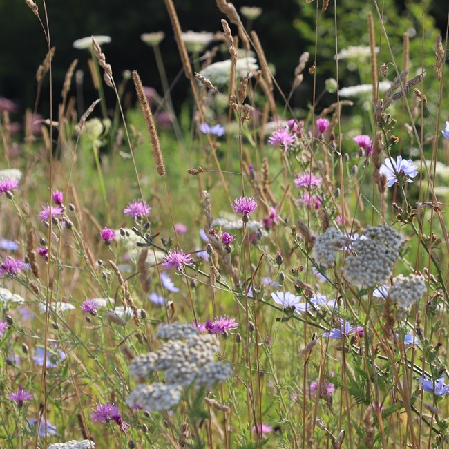 Amongst seeding grasses, a purple-pink flower with a small bulb beneath appears to overtake the other plant life.