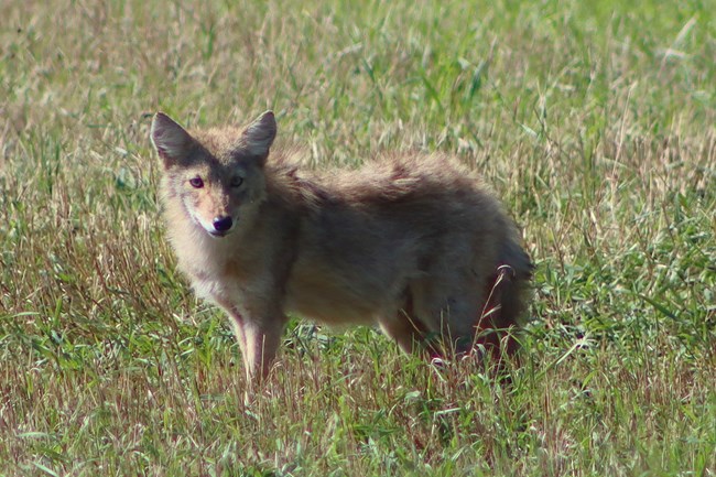 A tan wild dog with a black nose and gold eyes observes a grassy field