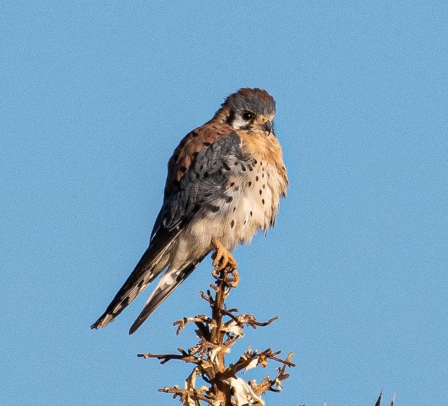A small grey and brown falcon scans the area from the top of a branch.