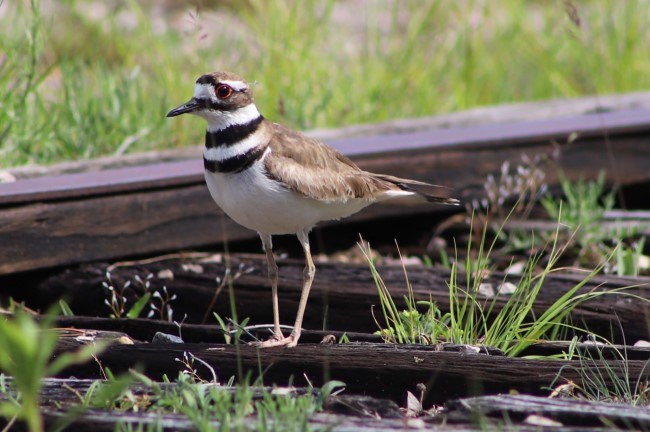 A brown and white bird with two black neck bands stands on railroad tracks.