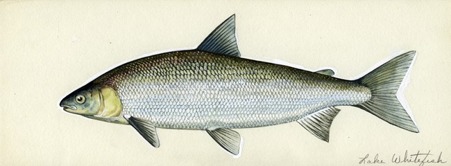 A scientific illustration of a large silver fish that has a humped back