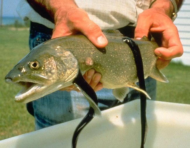 Attached to a large trout - twe lamprey: black, long and leach like. Slim body with a pointed tail.