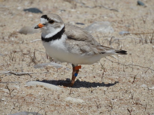 A small gray and white bird stands on a sandy beach. It has an orange beak and a black neck band.