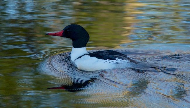 A black and white bird with a red bill floats on a small lake.