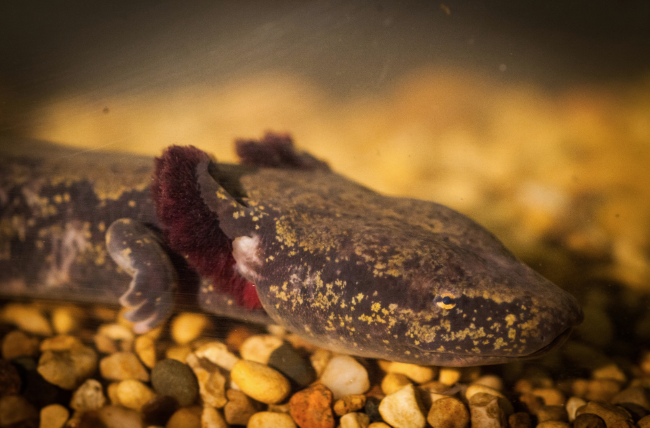 A large salamander with crimson external gills watches from a specimen tank