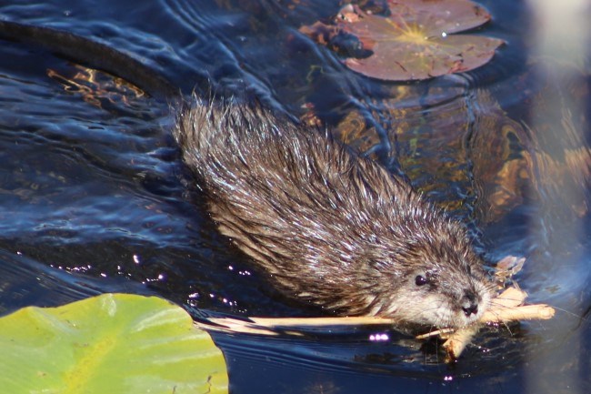 A small brown mammal swims across a lake with reeds clamped in its jaws.