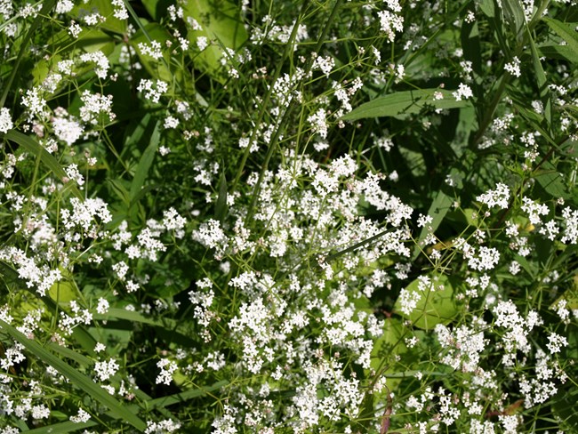 Amongst green long leaves, long stems covered in hundreds of tiny white flowers with four petals.