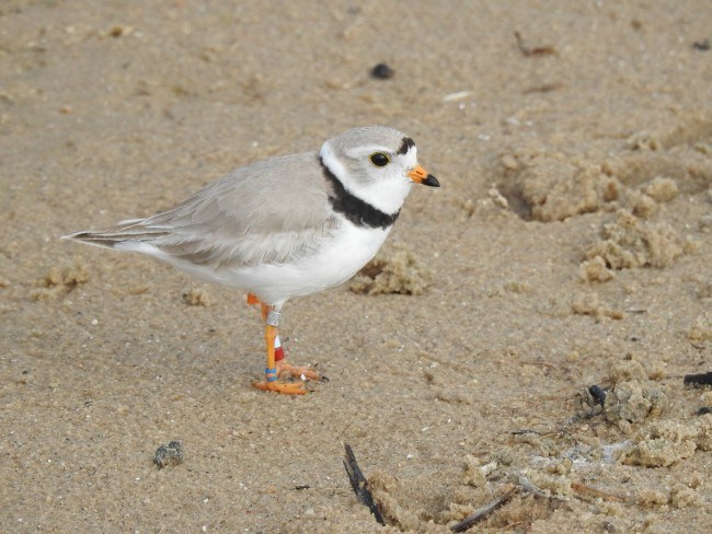 A small grey and white bird stands on a sandy beach.