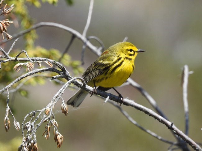A small yellow bird with black streaks scans the area from a branch.