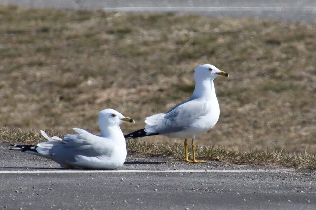 Two white birds with yellow beaks and legs rest in a parking lot.