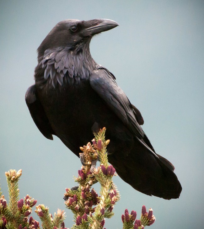 A large black raven observes its surroundings from a high branch.