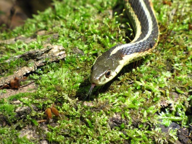 A garter snake slithers across a bed of moss. It is skinny and black with light stripes and a red tongue.