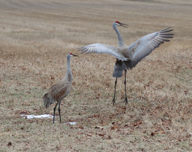 Two large gray cranes dance around in a brown field.