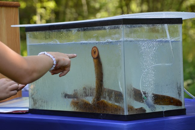 A visitor points at a tank full of slender finless fishes, one has its toothy suction cup mouth on the glass