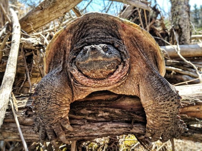 A very large turtle sitting on an elevated branch. Its scaly arms hang over the branch and it sharp-beaked face is retracted into its shell.