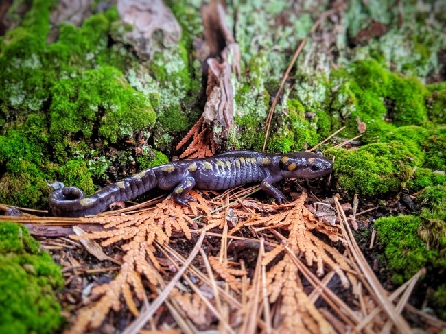 A long gray salamander with yellow spots prowls on the forest floor