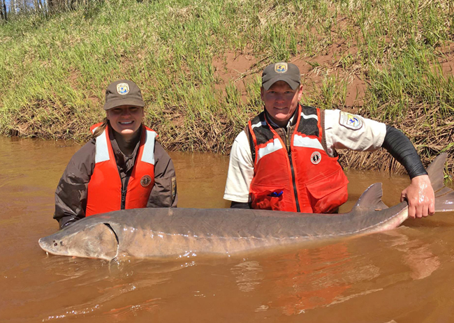 A very large gray fish with a pointed snout is held above the water's surface by two conservationists in orange waders.