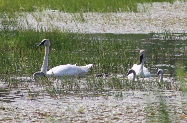 Two large swans with three offspring wade in a wetland. The adults have white feathers with black bills and the young have gray feathers with pink bills.