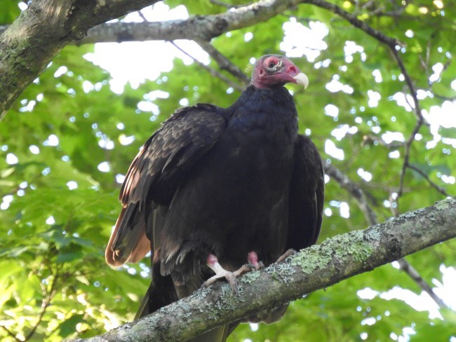 A large brown bird with a bald, red head and a hooked beak perches on a branch.