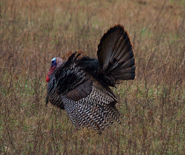 A very large and round brown bird displays its tail feathers in a field. It has a bald head that is red and blue.
