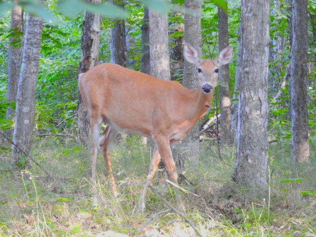A large deer with reddish fur cautiously approaches the viewer in a pine forest.