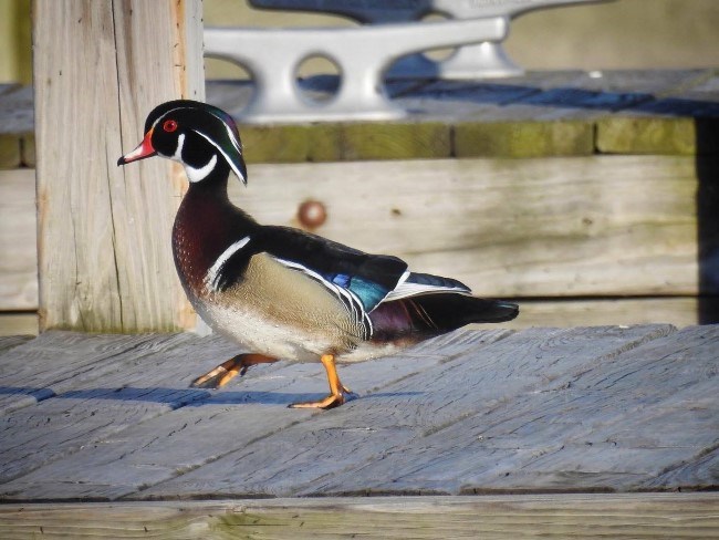 A small duck with an elaborate head crest waddles along a pier.