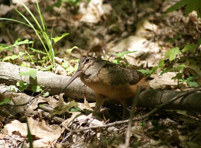 A small brown bird with a very long bill standing camouflaged on the forest floor.