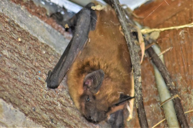 A large bat with brown fur clings upside down near the ceiling of a utility room.