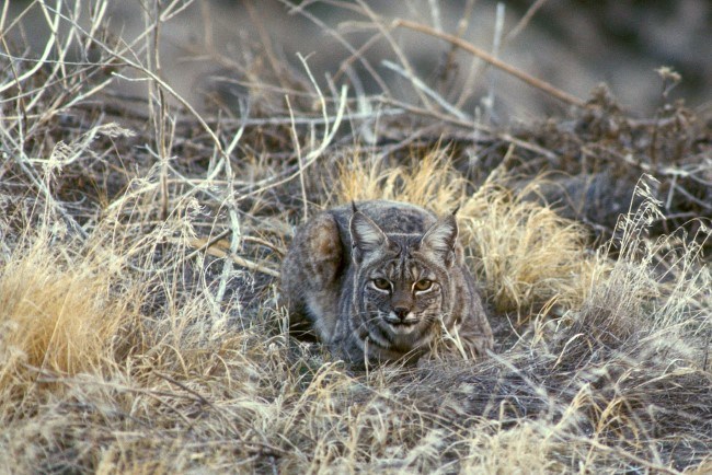 A brown wild cat with large eyes and tall, tufted ears crouches and faces the viewer.