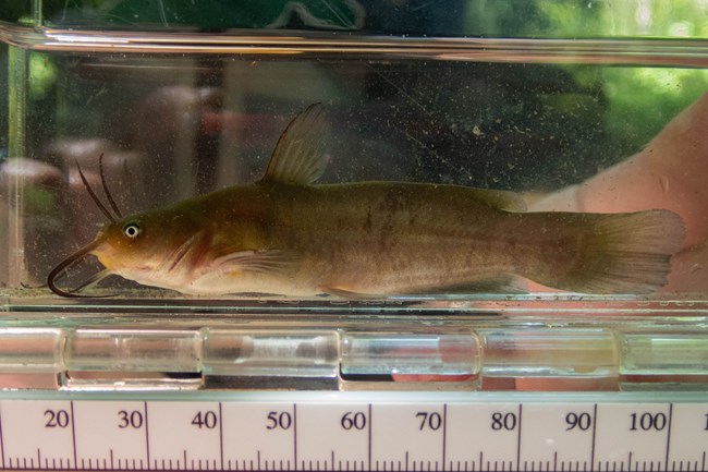 A small brown catfish with long barbels around its mouth sits in a collection tank with a ruler attached to it