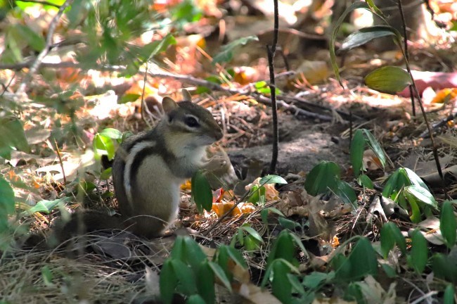 A small rodent with brown fur and distinct stripes sits on two legs on the forest floor