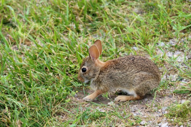 A small brown rabbit cautiously munches on plants in a lawn