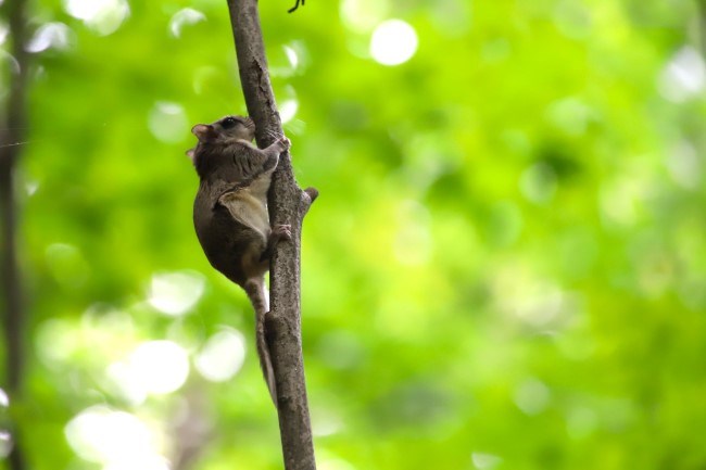 A fluffy squirrel with wrinkly membranes between its legs clings to a branch