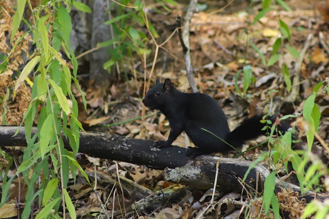 A black squirrel observes its surroundings while sitting on a stick.