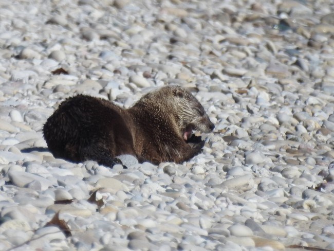 A slender mammal with wet brown fur yawns while laying on a rocky beach with waves in the background.