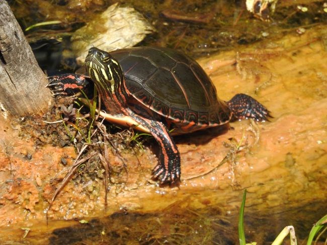 A small turtle basking in the sunlight on a log. It has a black shell and black skin with yellow and red stripes.