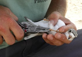 Piping Plover Banding