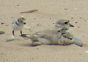 Piping Plover with Chicks