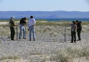 Fencing to protect Piping Plover