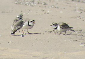 Piping Plover defending its territory
