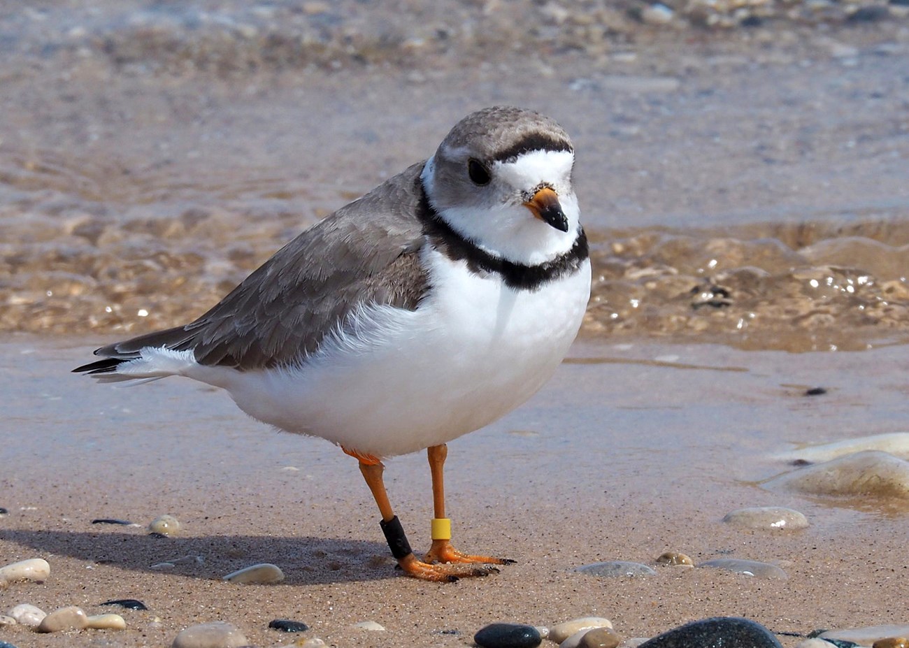 Adult plover on cobbled beach