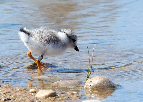 Plover chick at water's edge