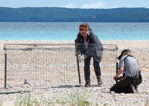 Two NPS staff building a plover exclosure on the beach