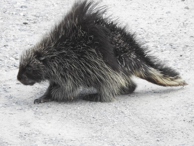 A large mammal with brown fur and a back full of quills walks on a gravel pathway.