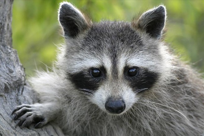 A mammal with gray fur and a black eye mask peers toward the camera.