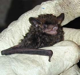 A small bat with silver colored fur is held captive by a white gloved hand. It is unhappy.