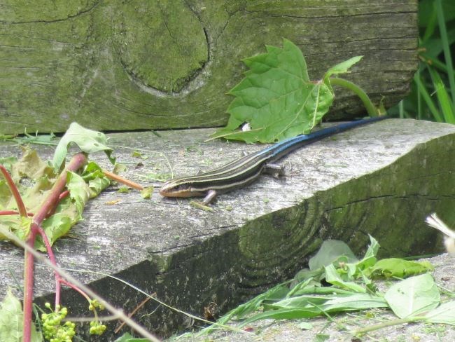 A slender lizard laying on a wooden dock. It has white stripes and a long blue tail.