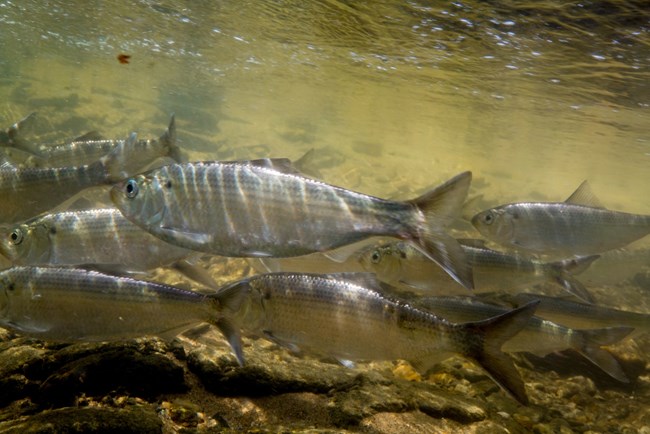 A school of slender silver fish swim in a stream