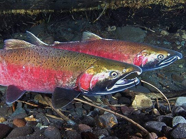 Several large red, green, and silver fish migrating up a stream